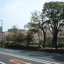 4.6(木) 裁判所前の桜(手前に小さく見える赤い花は椿)