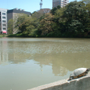 4.28(金) 裁判所前お堀の亀の甲羅干し